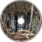 The Illusive Woods (v1)