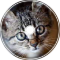 Cat meowing remix