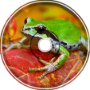 November Frogs