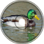 Duck pond - protonic, alpha12, QD