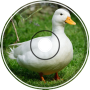 DJVI - Duck Escape (dj-ICY Remix)