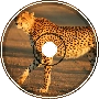 Cheetah March