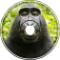 Gorrila Box
