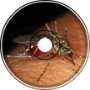 SNvChipehs-Mosquito loop