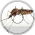 Mosquitostep