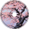 Lost in Cherry Blossoms - MsFluent