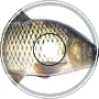 Augmented Carp