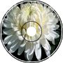 Chrysanthemum