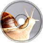 Ultra-fast snail