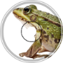 Patience of the Frog