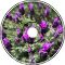 Tears of the Kingdom / Lachrymae Regni