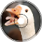 Peeking Duck
