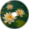 Lotus Flow