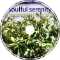 Armakitty - soulful serenity