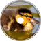 Ducklings