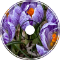 Crocus