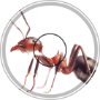 i ate 2 ants