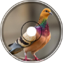 Golden Pigeon