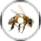 swarm of the wasps