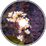 xlucid-13 - may 2025