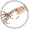 SQUIDZ