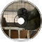 Animals in control