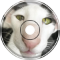 bootsandcatsandbootsandcatS
