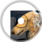 Dog Feces - NGUAC 2025
