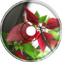 poinsettia
