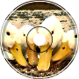 Duck Party