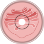 Golgi apparatus