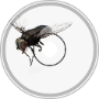 The Fly in your Room