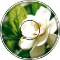 Gardenia