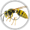 Beat the Wasp