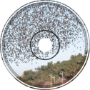 Murmuration of Starlings