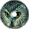 Annoying Owl - Zelda [Loop]