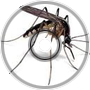 Mosquito