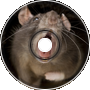 Sewer Rat