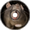 Sewer Rat