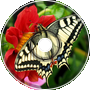 Rafer - Butterfly