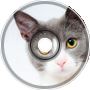 Cat summoning song