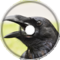 riddim crow meme extended (choinkus)