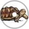 Upright Turtle