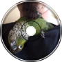 There's A Conure In My Pocket