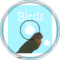 birds - xenon