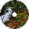 Primal Tale | Fairy Forest