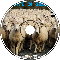 Count N' Sheep